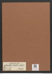 Nitzschia italica (Rabh.) Ralfs (de-Toni-Nr.: Genus 47, Species 2167) Zeichnungen Sammlung Grunow Mappe 02294 (Herbarium_W_Grunow_drawings_Folder_02294)